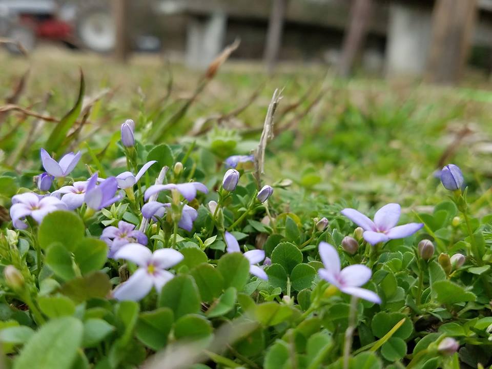 purple flowers